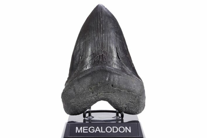 Serrated, Fossil Megalodon Tooth - Giant SC River Meg #360756